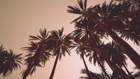 underside of the coconuts tree with clear sky and shiny sun