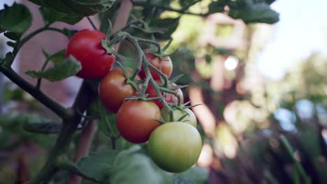 fresh ripe tomatoes on the vine with light movement in the breeze, close up