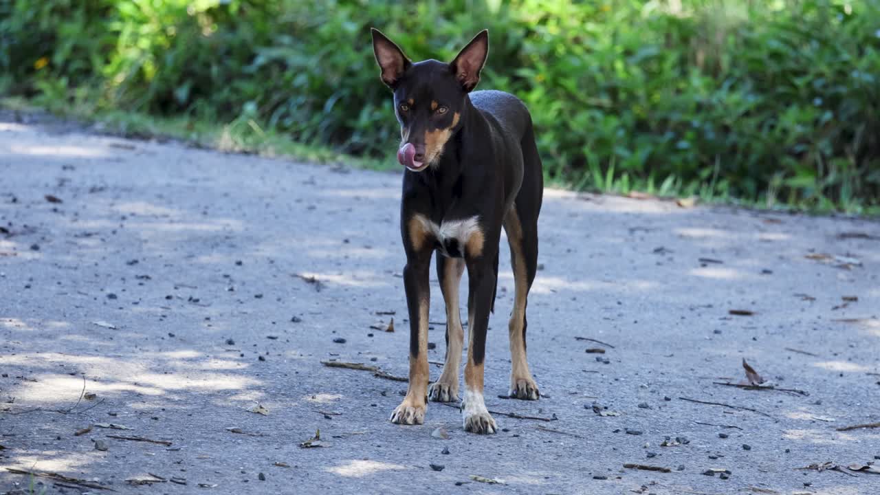 A dog investigates a dirt path surrounded by greenery, under natural daylight, conveying curiosity and exploration