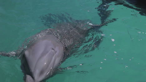 delfines 13