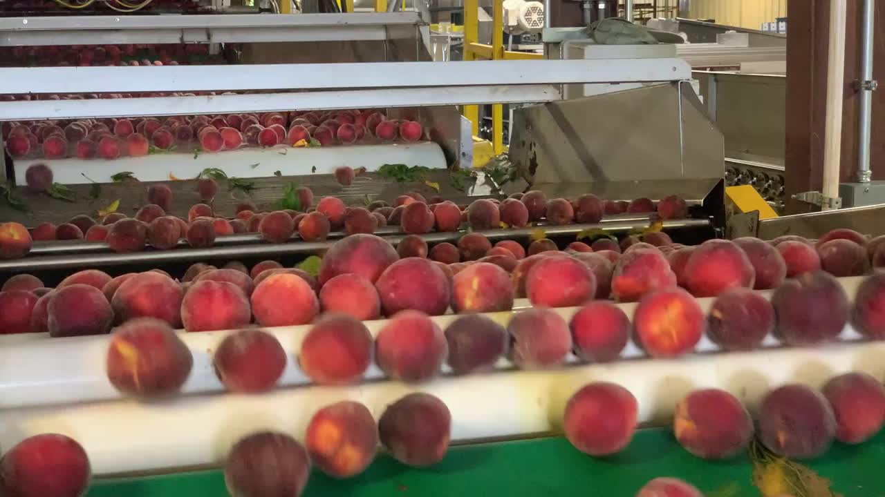 tracking shot of Raw Peaches fresh harvest on conveyor belt in Food Processing Plant