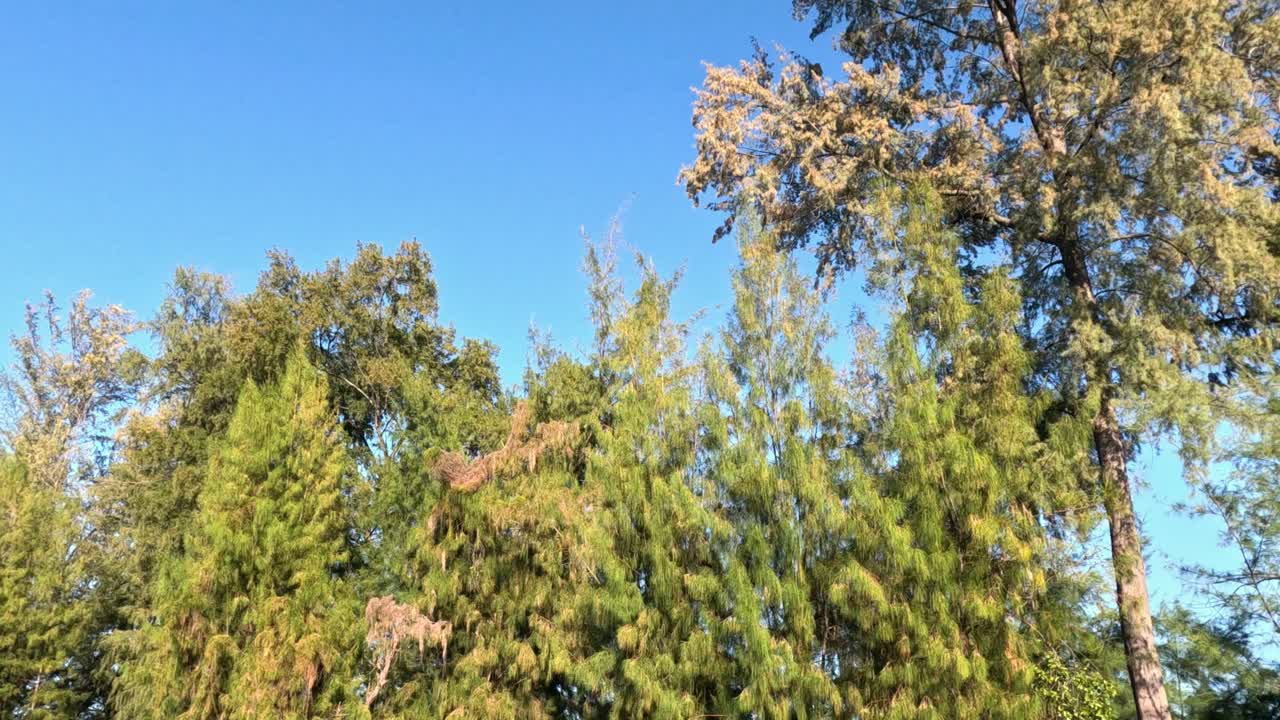 나무 꼭대기가 바람에 부드럽게 흔들리고