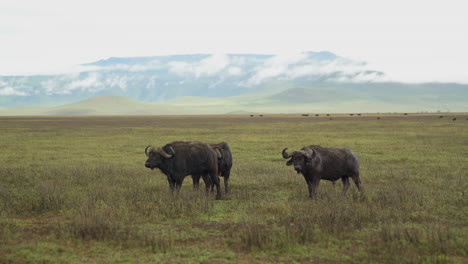 Three-muddy-Cape-Buffalo-standing-in-open-grass-valley