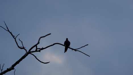 silhouette of small bird perched on a leafless branch