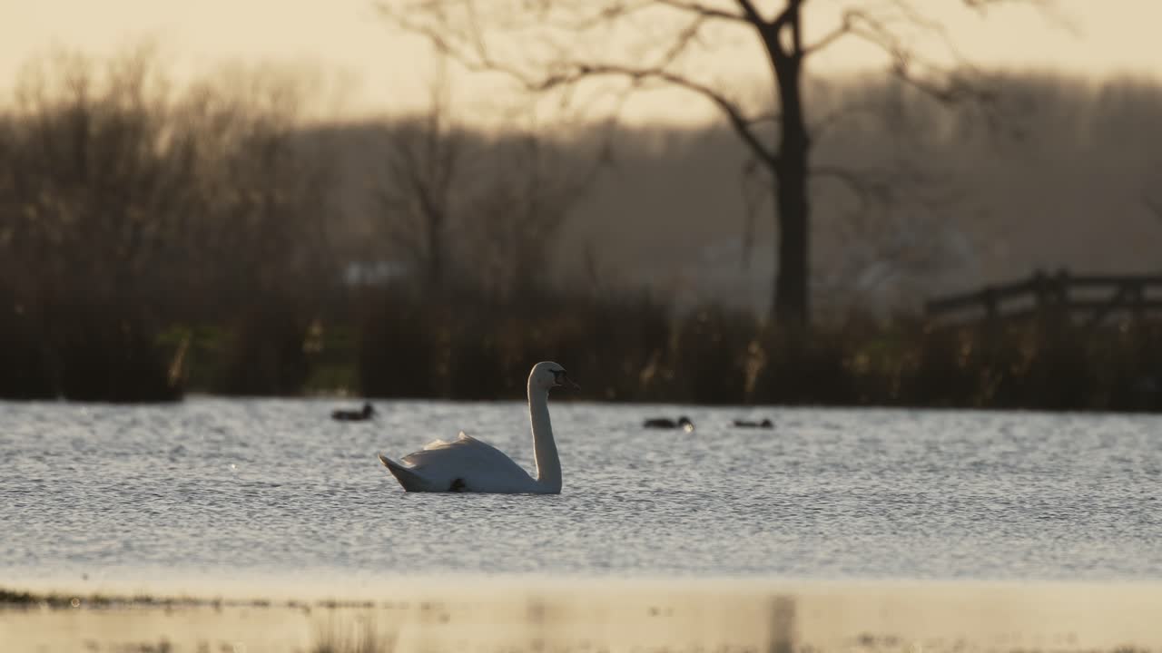 disparo medio de un cisne nadando con gracia en un humedal con pájaros y árboles en el fondo a última hora de la tarde y el sol se ha puesto, cámara lenta