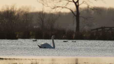 medium shot of a swan gracefully swimming in a wetlands with birds and trees in the background in the late afternoon and the sun having set, slow motion