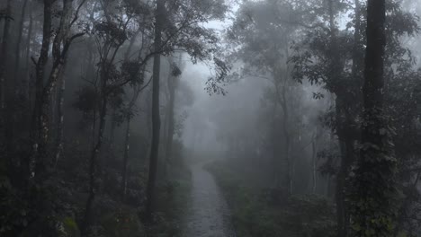 4k aerial crane shot of a dark eerie rain forest with trees covered in fog