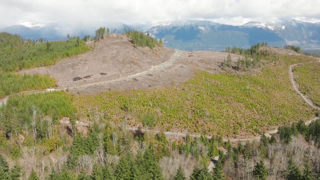 cortes en los bosques del noroeste del pacífico en columbia británica canadá