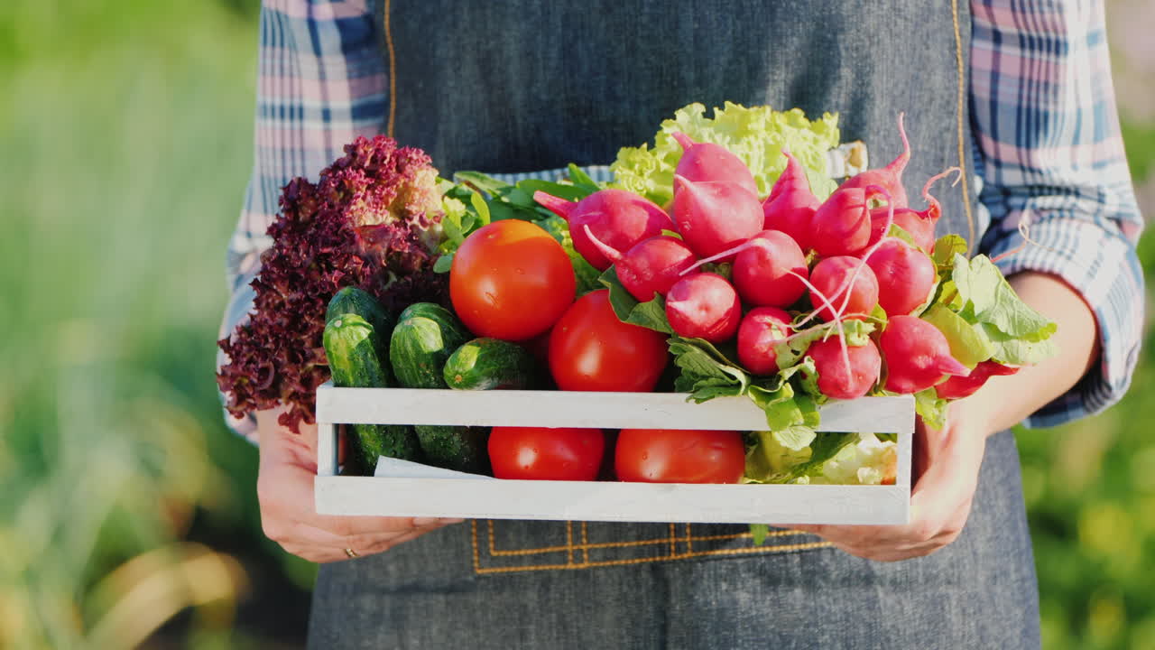농부는 자신의 정원에서 신선하게 잘 익은 야채 세트가 있는 나무 상자를 들고 있습니다.