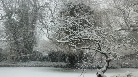 lots of snow fall on trees and garden wide shot