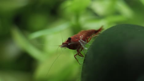 Extreme wild life closeup of an insect in on a leaf