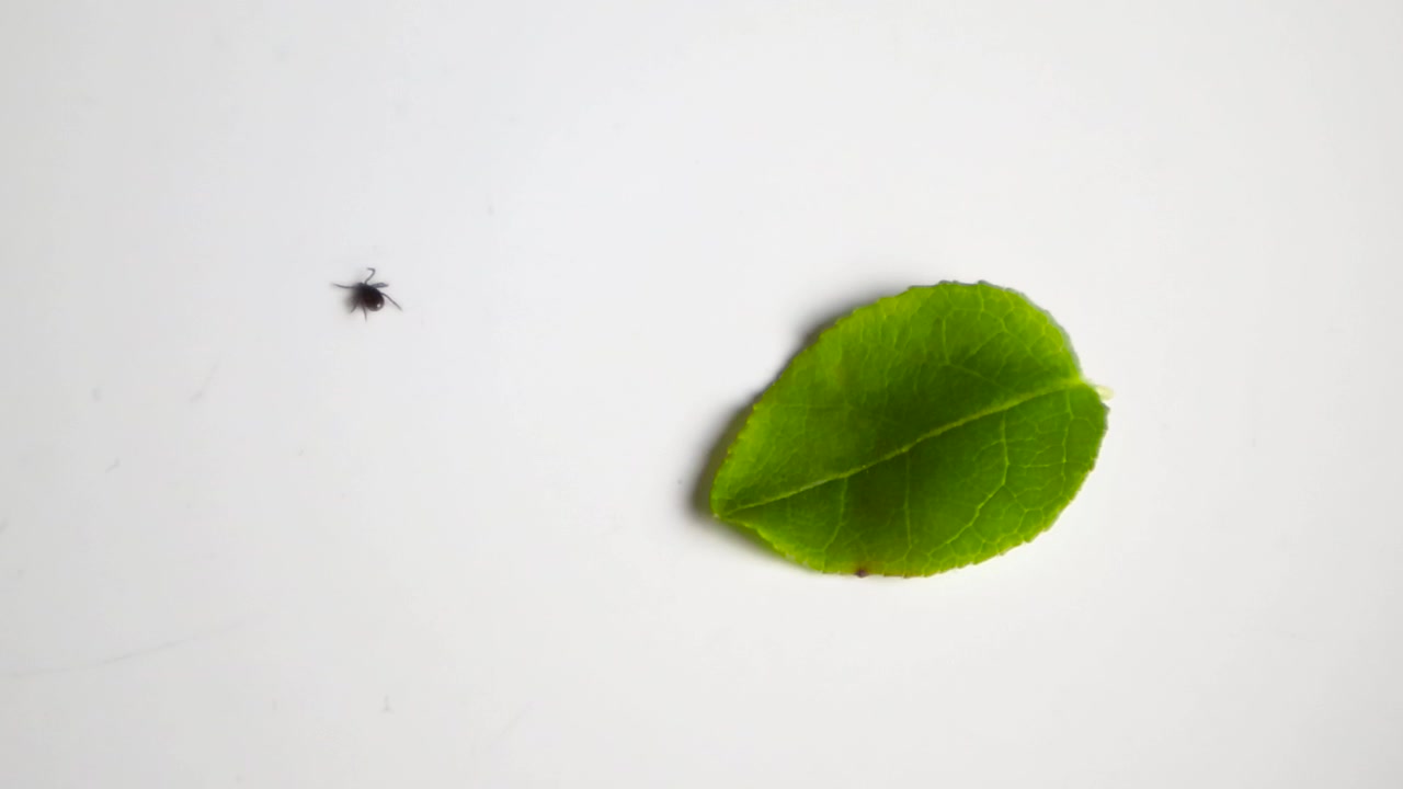 Parasitic blacklegged tick, Ixodes scapularis, moving on an isolated white background next to a green leaf, potentially carrying the dangerous bacteria Borrelia burgdorferi that causes Lyme disease