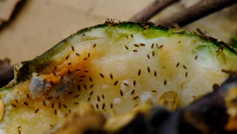 Hundreds-of-fruit-flies-and-bugs-in-compost-heap-with-decaying-matter-composting-in-the-garden,-close-up-of-bugs