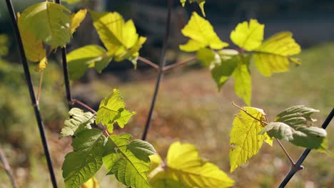 branches with small leaves wave in wind on sunny day