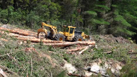 arrastrador forestal de máquinas pesadas que clasifica troncos grandes con garra hidráulica, industria de tala rasa