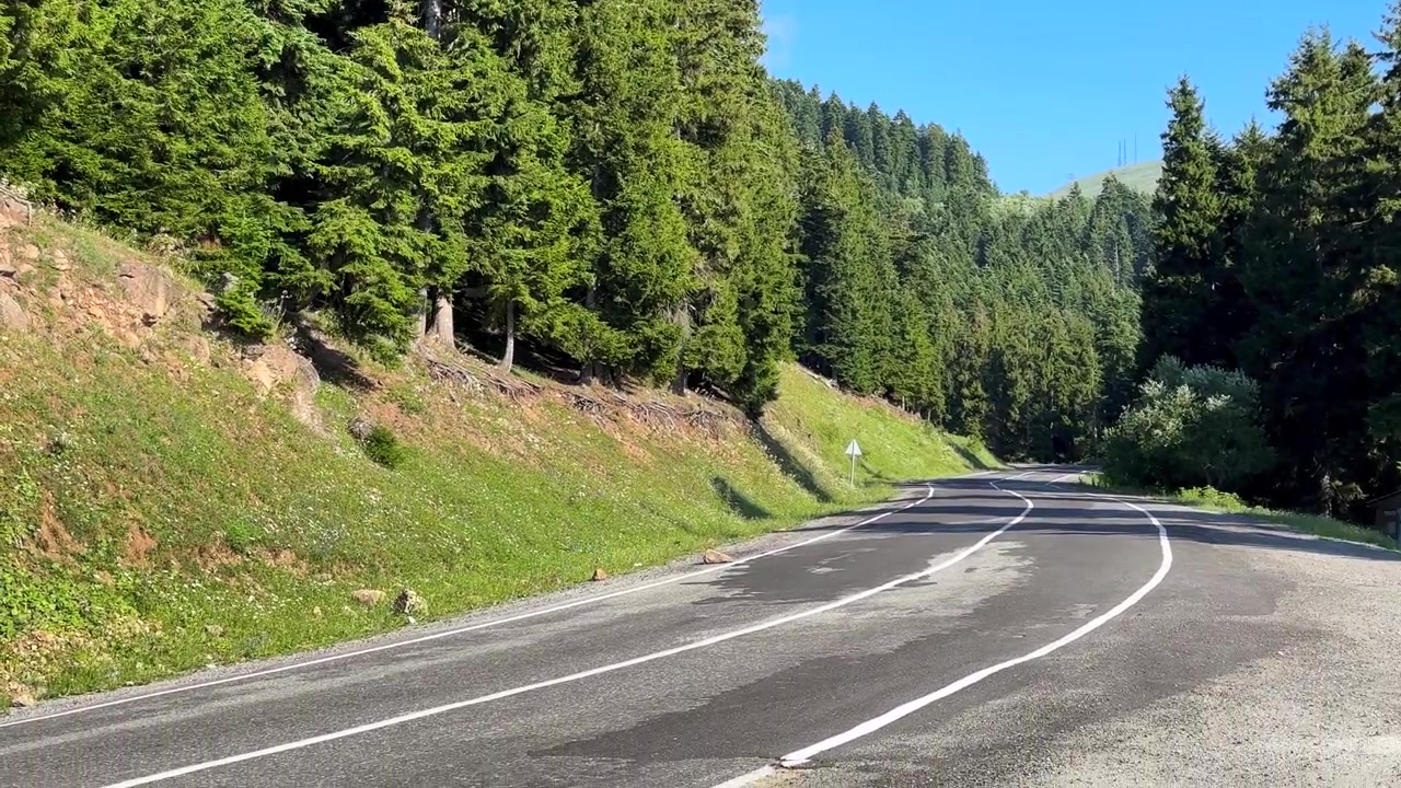 Klidná, prázdná lesní cesta v bujných borových lesích v Savşatu v Turecku. Letní stálezelená horská divočina a asfaltová vyhlídková trasa v tiché krajině s živým slunečním světlem a stíny, ideální pro cestování a turistiku.