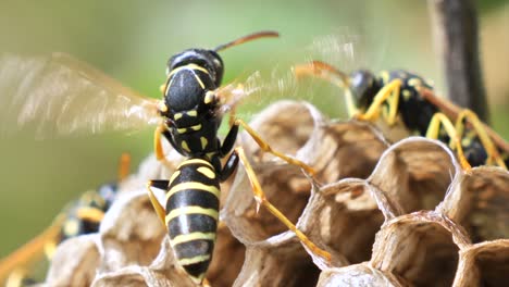 macro shot of wild wasp moving wings in slow motion sitting on honeycomb, slow motion