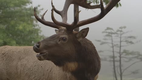 elk bull gritando durante el apareamiento rut closeup misty forest