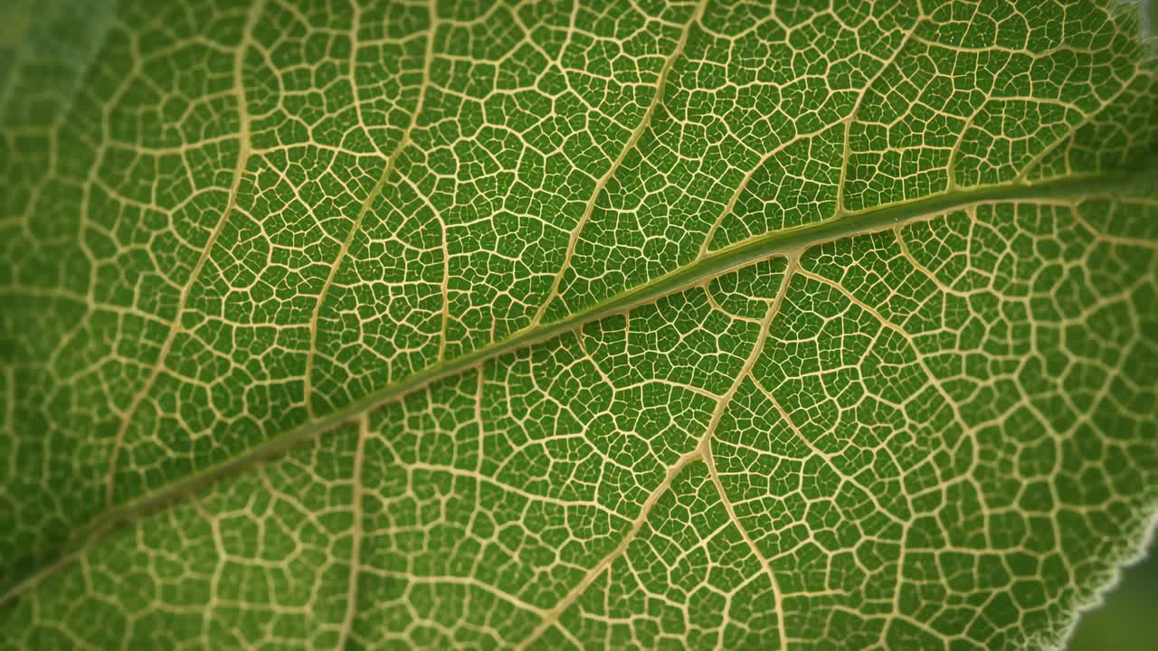 Shifting camera revealing midrib and vein network on green leaf on plant, showing texture