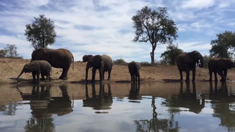 low angle view of african elephants drinking at madikwe watering hole