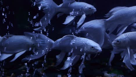 Oriental-white-carp-with-beard-swimming-in-aquarium-tank-with-UV-lighting-and-bubbles-moving-upwards