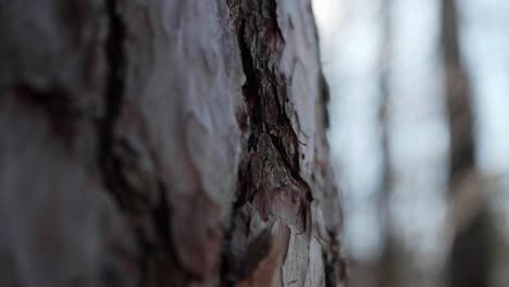 toma detallada de un tronco de árbol en un bosque en suiza-1