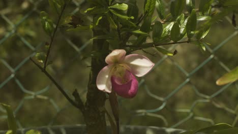 orquídea venezolana rosa y blanca con un fondo borroso verde y una valla verde