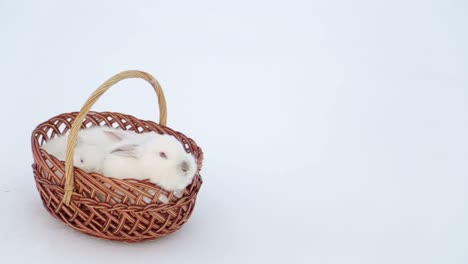 pretty white fluffy bunny isolated on white background
