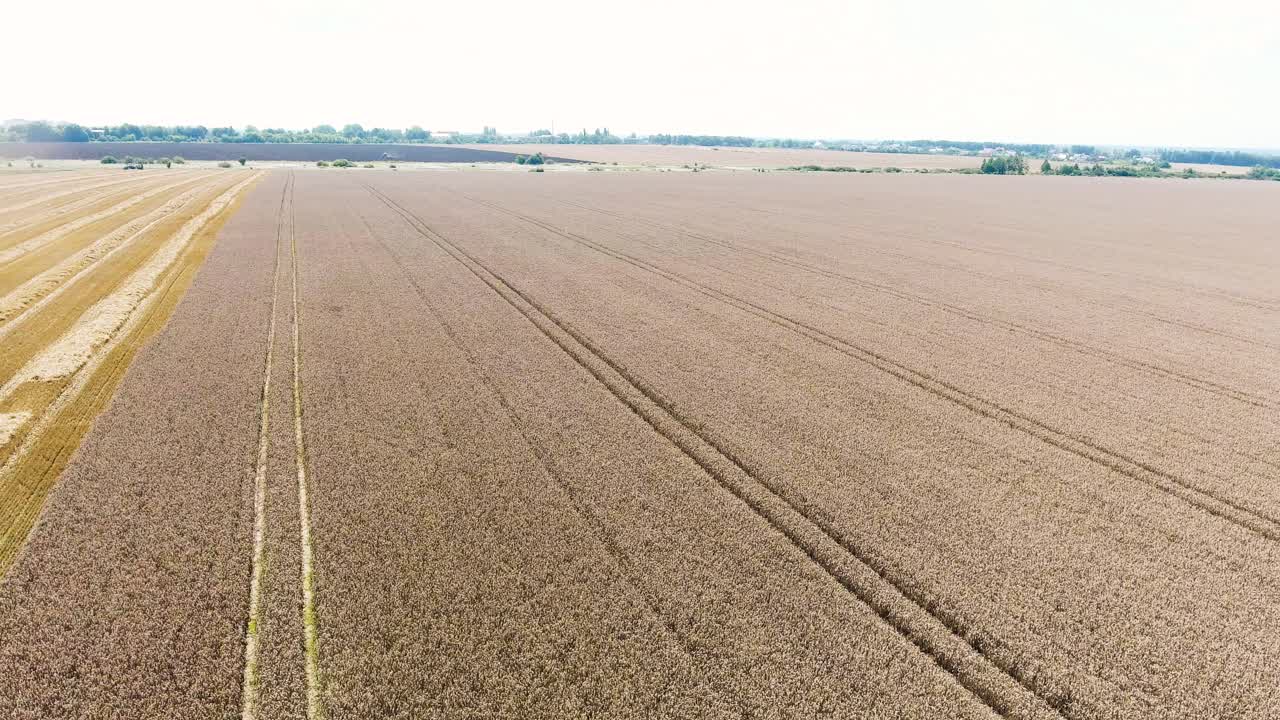 The combine travels through the wheat field and harvests