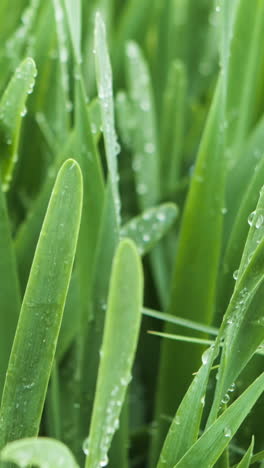 dew-kissed grass