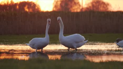 swans during dusk, standing in the shallow water and grooming themself