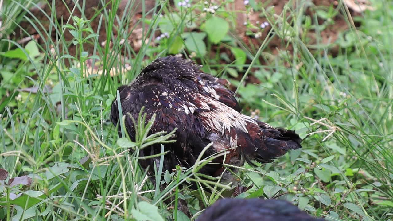 pollos silvestres orgánicos de pasto libre en una granja de aves de corral tradicional caminando por el césped