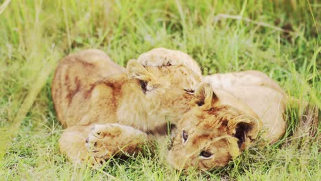 lion cubs playing in africa, funny baby animals of cute young lions in grass on african wildlife safari in maasai mara, kenya in masai mara national reserve green grasses