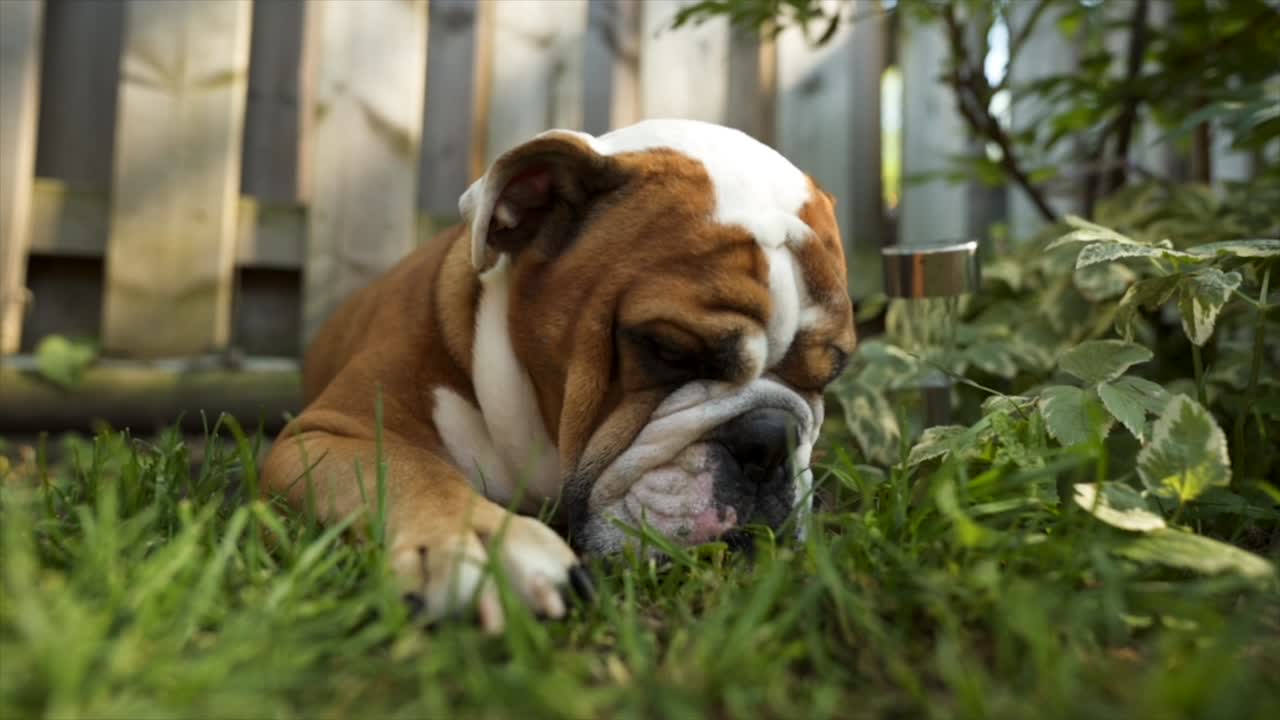 primer plano de un cachorro de bulldog inglés comiendo hierba al aire libre a la luz del sol