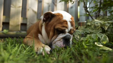 closeup of english bulldog puppy eating grass outdoors in sunlight