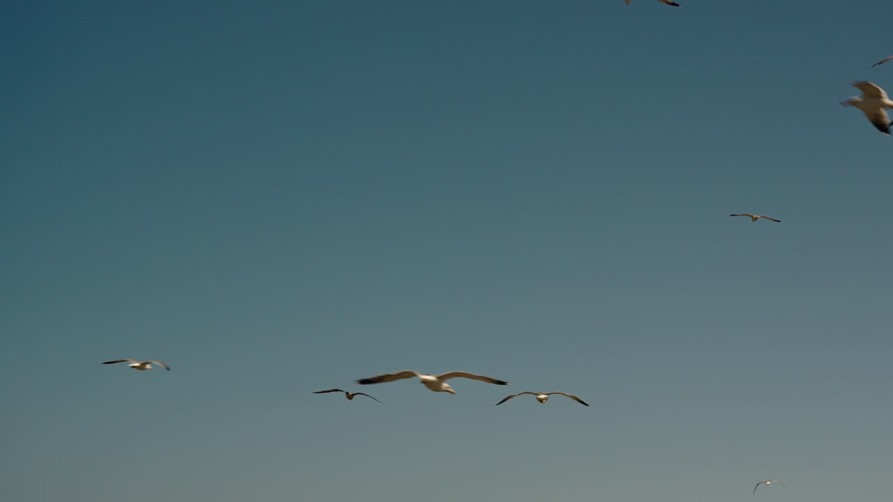 Flock Of Seabirds On The Coastal Town Of Essaouira, Morocco. Slow Motion Shot
