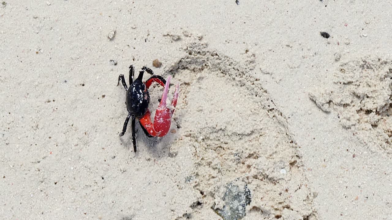 빨간색과 검은색 피들러 크랩이 부드럽게 기어가며 모래 위를 탐험합니다.