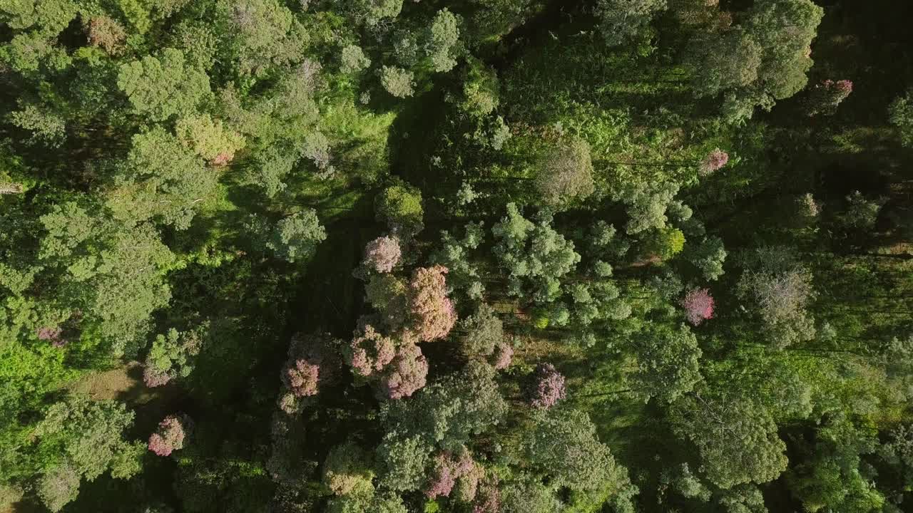 toma aérea de drones de árboles verdes del bosque durante la mañana soleada