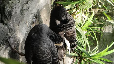 two black swans