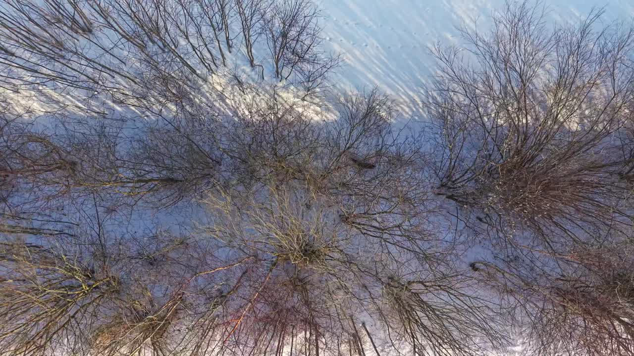 Volpe rossa selvatica che si muove attraverso un bosco innevato durante le fredde condizioni invernali, facendosi strada tra gli alberi.