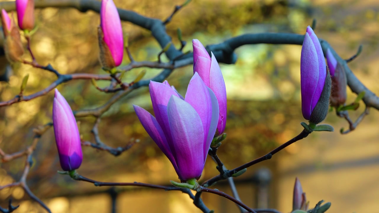Gruppe lilla magnoliaknopper på grener mot uskarp bakgrunn. Flere rosa og lilla magnoliablomsterknopper vokser på en gren i en botanisk hage