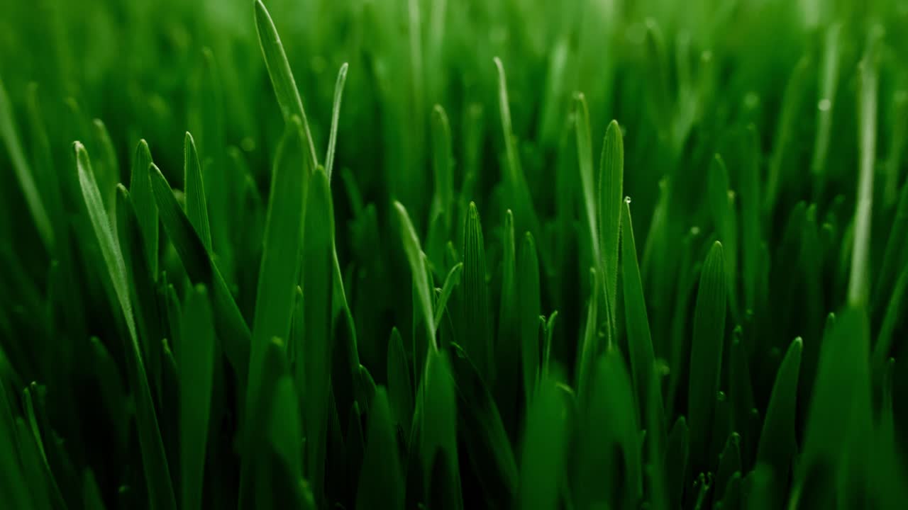 Primo piano di fili d'erba verde fresca che ondeggiano delicatamente
