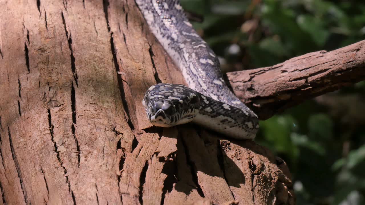 reptil serpiente salvaje en la selva tropical pitón de diamante