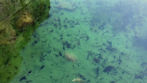 renacuajos, larvas de anfibios, especialmente ranas