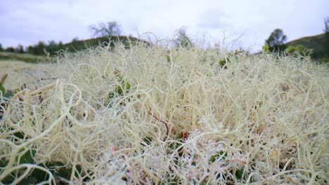 Arktischen-Tundra.-Schöne-Natur-Norwegen-Naturlandschaft.