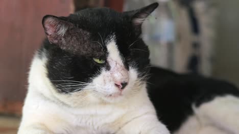 old sleepy cat staying on alert and listening to some sound while trying to take a nap and gets disturbed