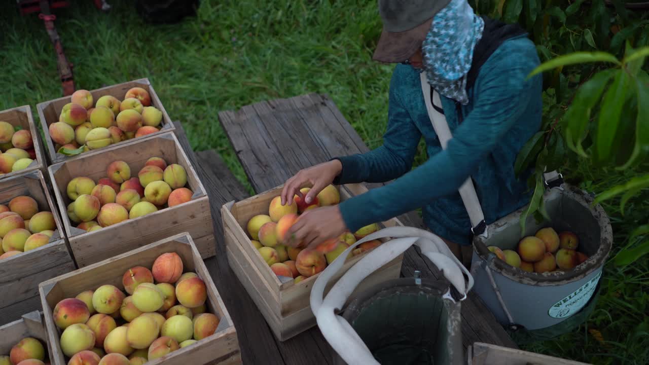 Peach Harvest in Crates