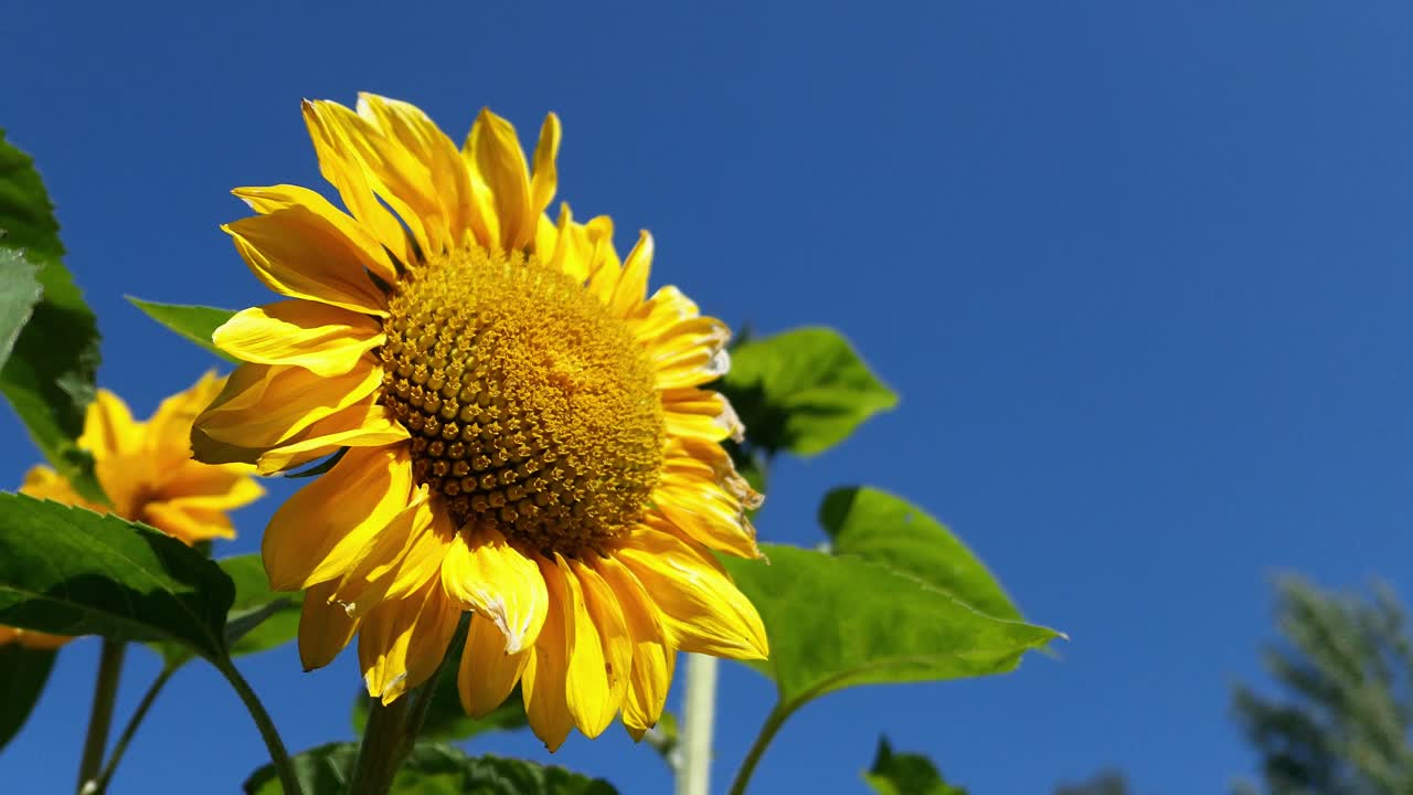 Stor solsikke mot blå himmel, glede, lykke og positiv tenkning
