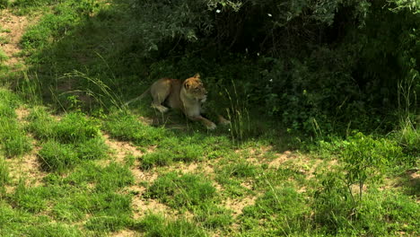 A-lone-lioness-hiding-under-trees-for-shade-in-Uganda,-Africa