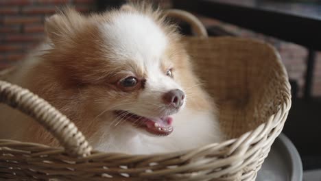 close up of a cute pomeranian dog's face with white and brown fur falling asleep in a basket